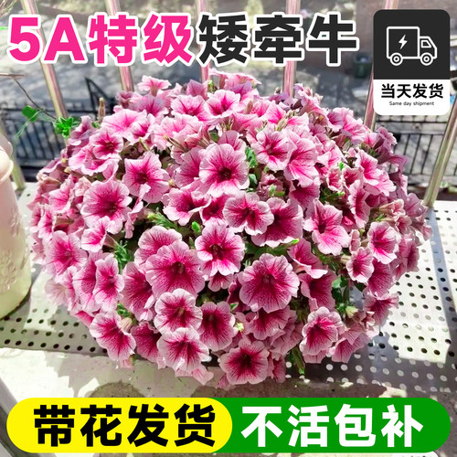 【5A特级矮牵牛】带花发货包成活