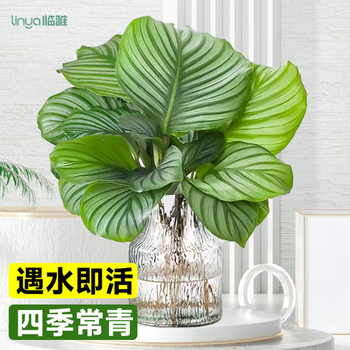 青苹果竹芋无土水培室内好养盆栽