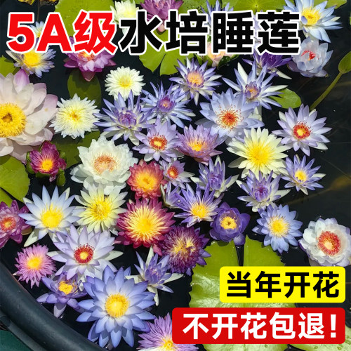 【包活包对版】睡莲水培植物