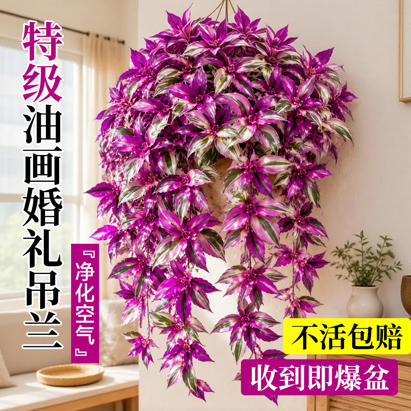 【不活包赔】特级油画婚礼吊兰图片