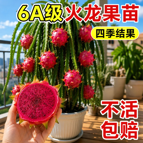 【不活包赔】火龙果树苗四季结果