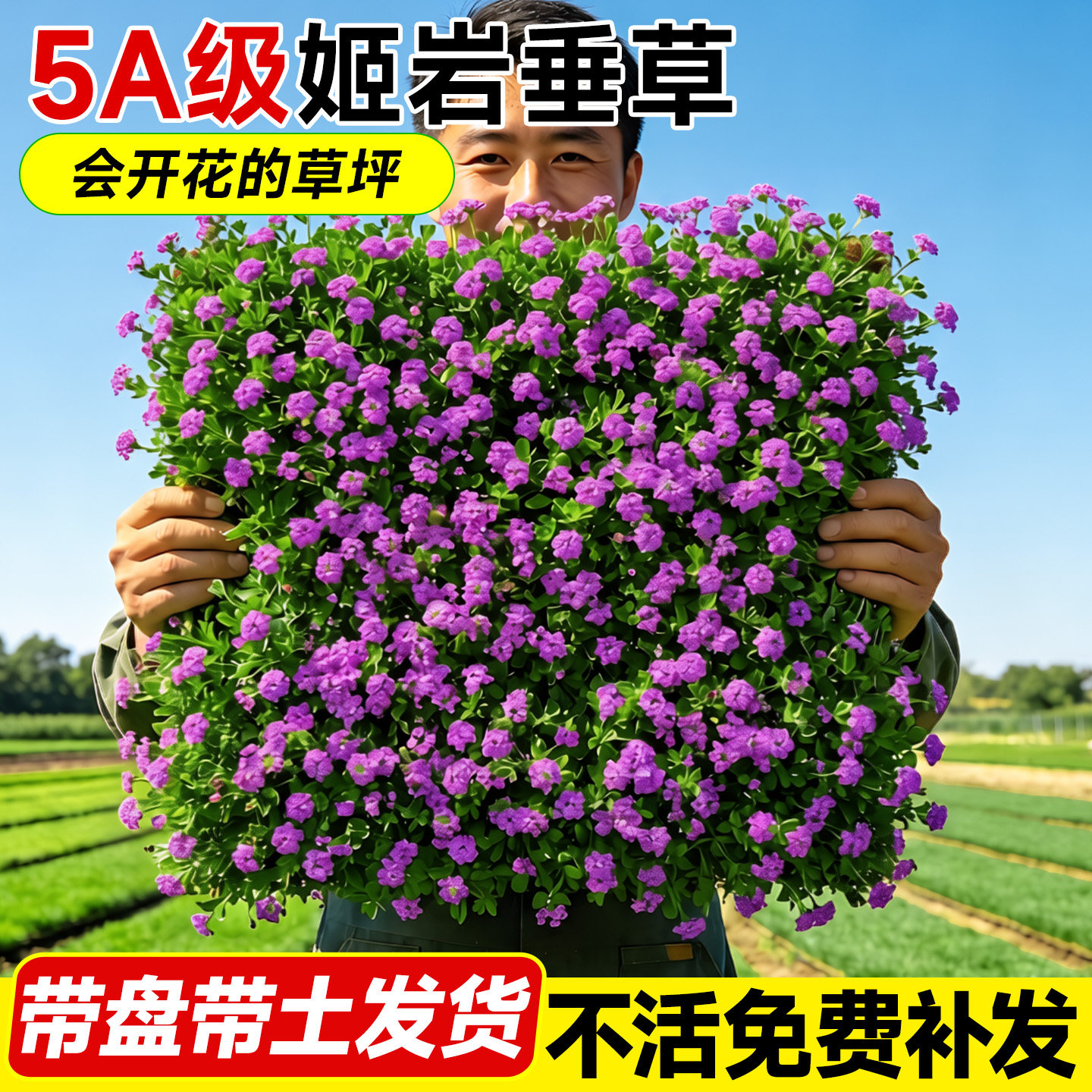 姬岩垂草真草皮带土草坪庭院室外四季常青多年生绿化造景植物地毯