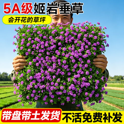 5A特级姬岩垂草真草皮不活包补发