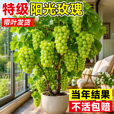 【包成活到结果】阳光玫瑰葡萄苗