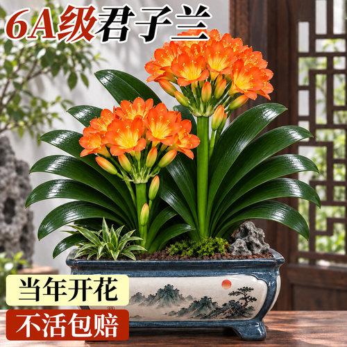 5A级君子兰带盆栽好不活包补