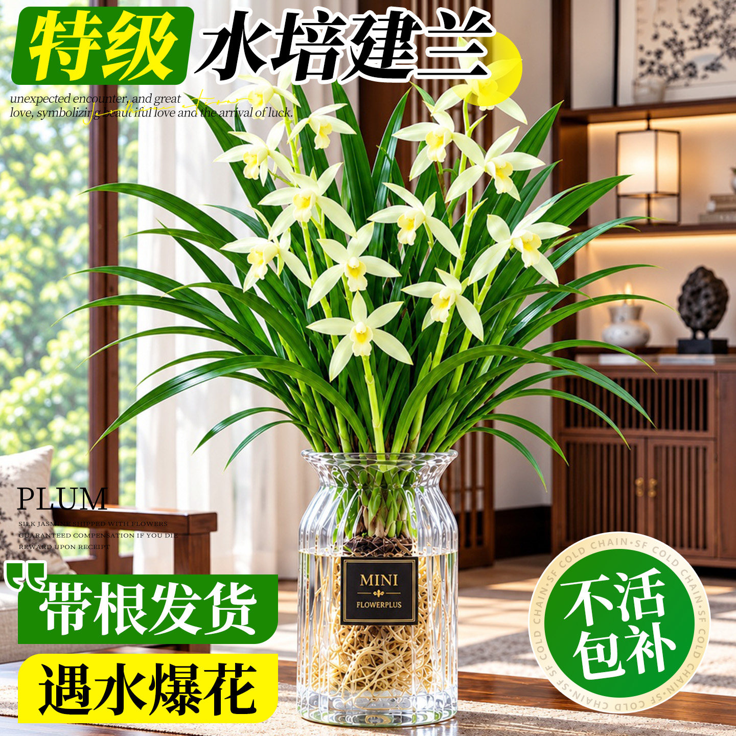 兰花水培植物建兰草盆栽室内好养耐寒浓香型名贵花卉带花桌面绿植