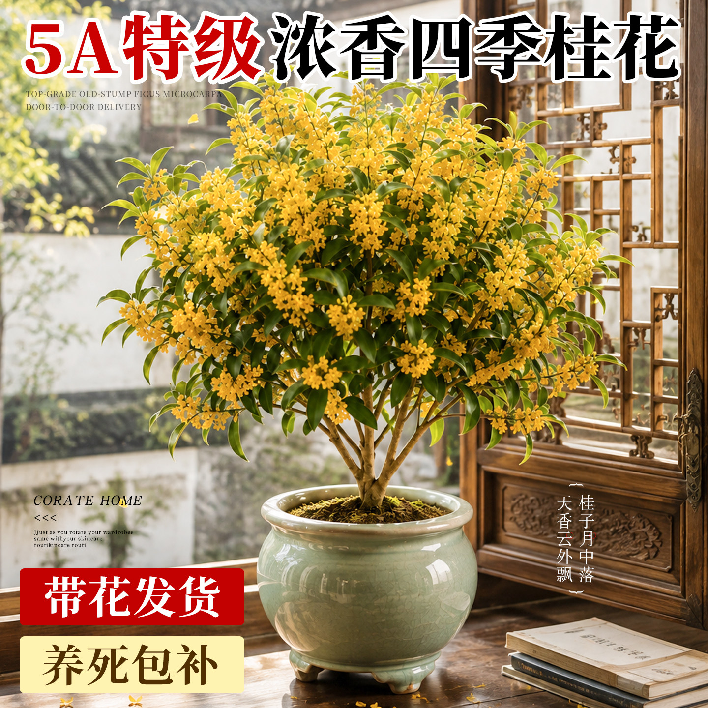 【5A特级】四季桂花盆栽爆花不断图片
