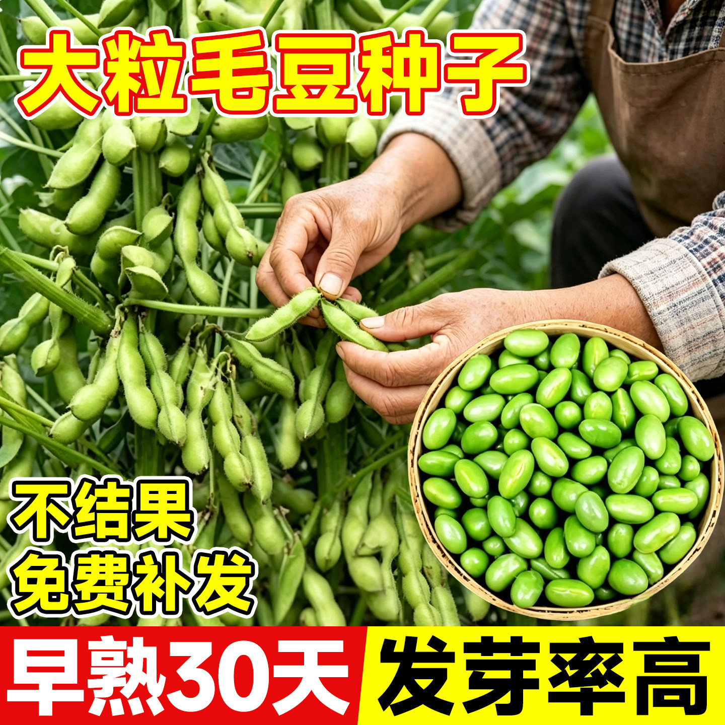 早熟毛豆种子高产春播四季蔬菜种图片