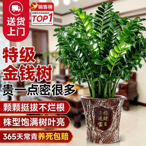 【特级老桩精品】高端大型金钱树