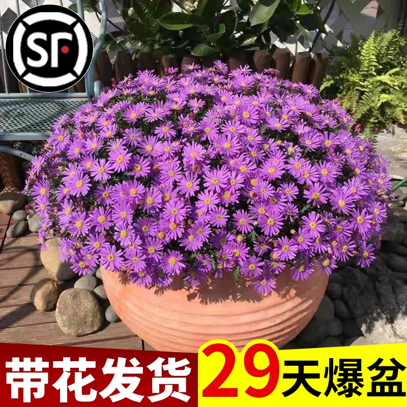 【带花发货】姬小菊盆栽四季开花