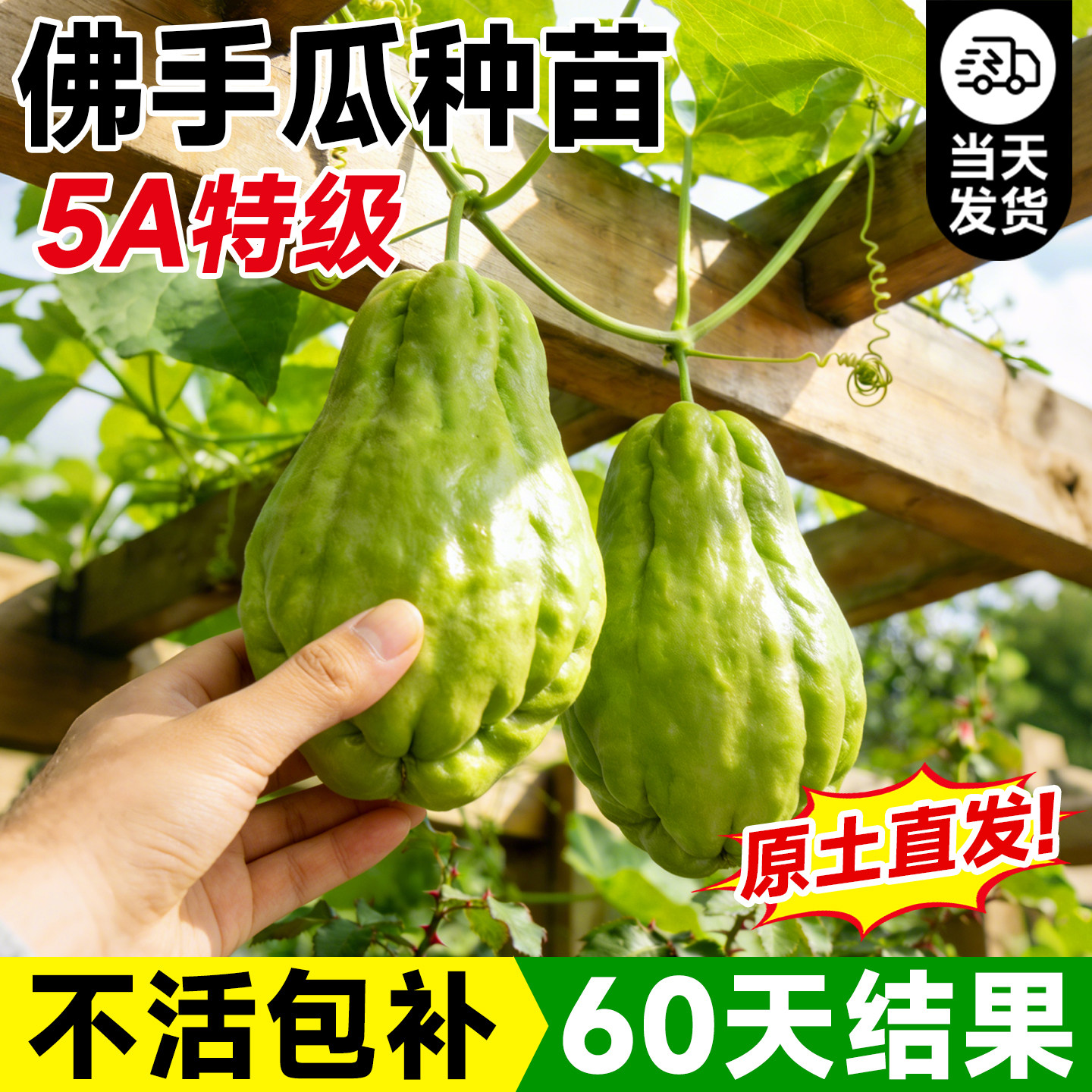 佛手瓜种瓜苗蔬菜秧苗带土高产早熟种苗南北方室内外四季好养种植