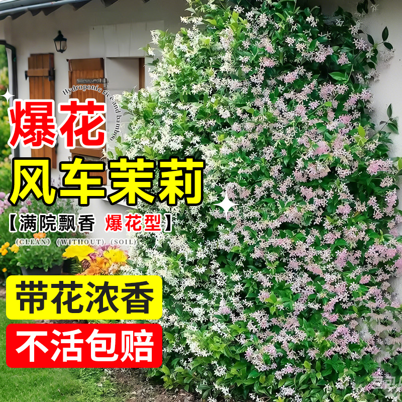 当年成景风车茉莉大苗不活包赔