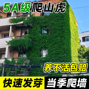 爬山虎爬藤植物爬墙虎苗树苗不落叶四季种子籽庭院爬藤蔓花卉盆栽