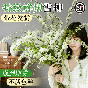 鲜切雪柳鲜枝干枝水养插花水培植物鲜花卉室内盆栽带花苞龙柳好活