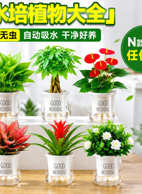 桌面绿植居家氛围感好物