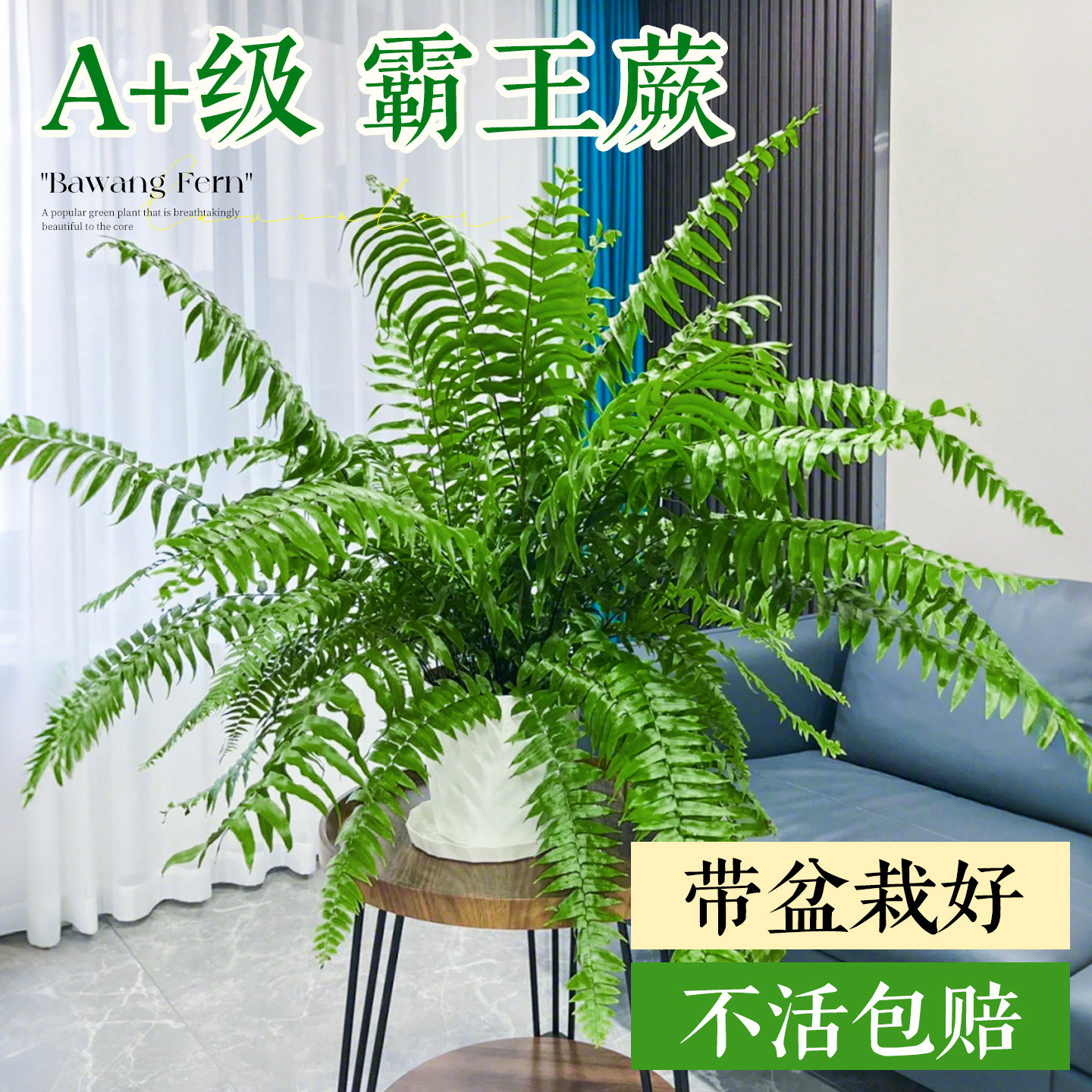 【不活包赔】蕨类植物大全