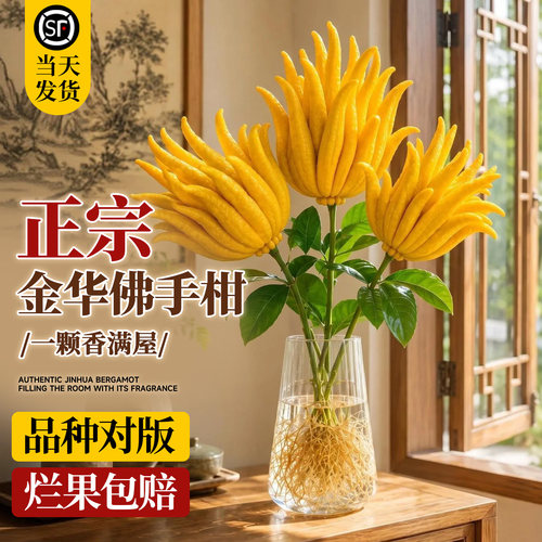 正宗金华佛手柑水培鲜果烂果包赔