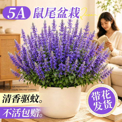 特级鼠尾草盆栽带花大苗四季驱蚊