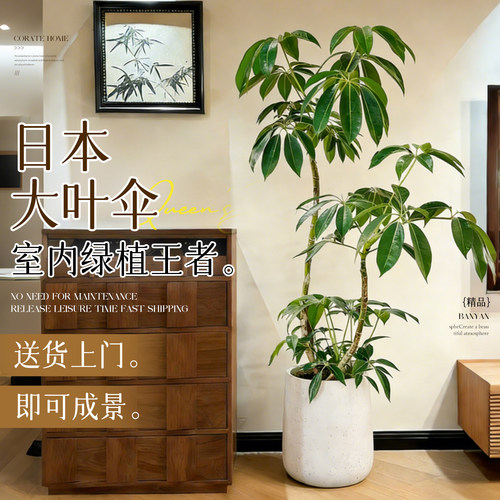 【带花发货】日本大叶伞保罗绿植