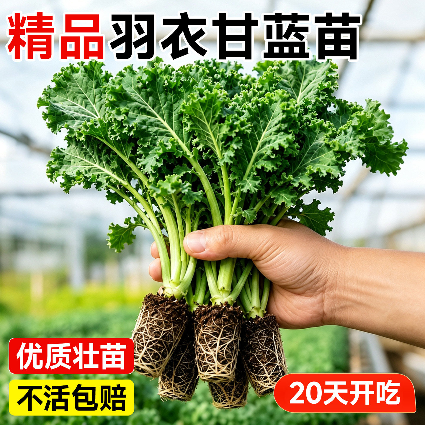 羽衣甘蓝秧苗可食用观赏两用秧苗家庭露天盆栽好养耐寒高产蔬菜苗
