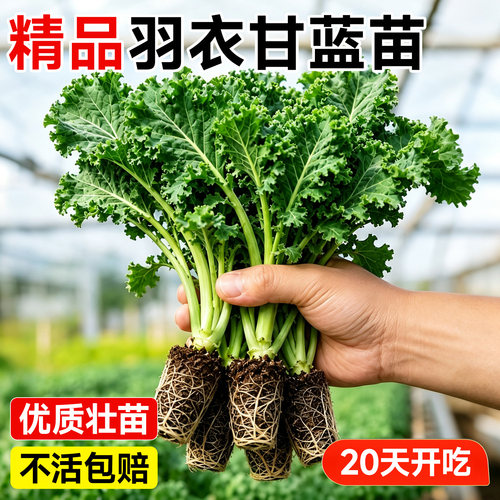 正宗羽衣甘蓝苗可食用种籽苗孑