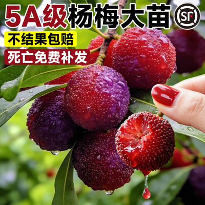 5A特级杨梅特大苗包成活到结果