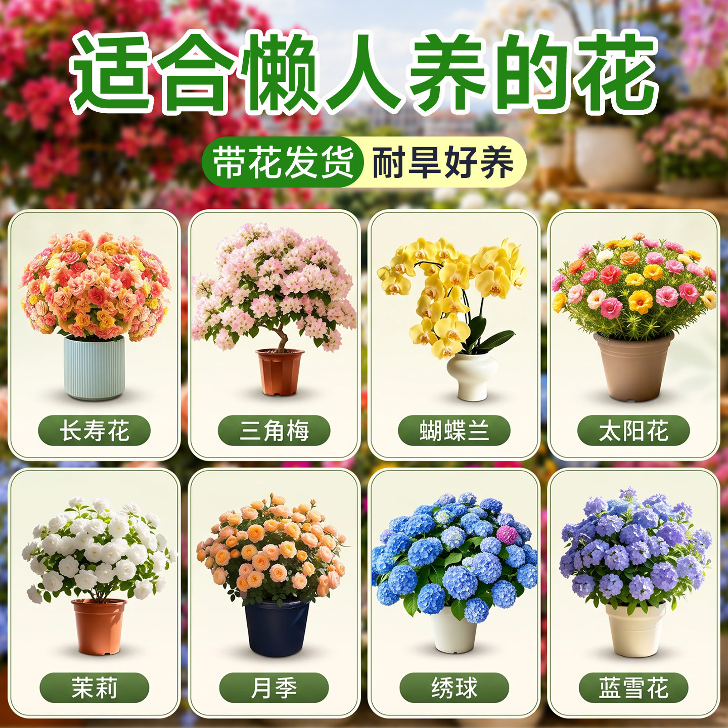 【懒人好养】花卉大全四季开花图片
