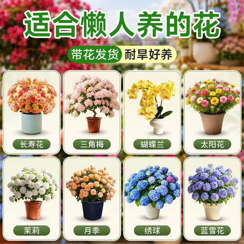 【懒人好养】花卉大全四季开花
