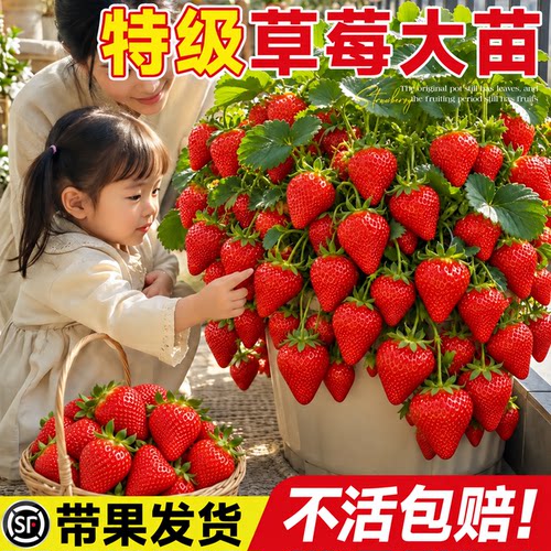 草莓盆栽苗包成活【带果发货】