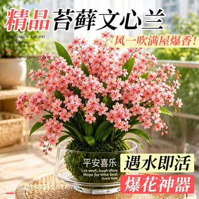 文心兰浓香带苞室内桌面绿植好养