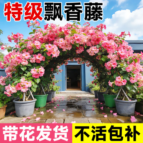 飘香藤大花盆栽耐热好养爬藤