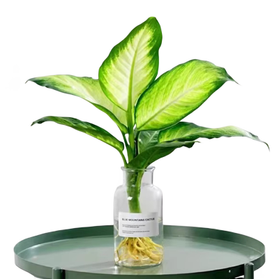 万年青玛丽安银皇后四季桌面绿植