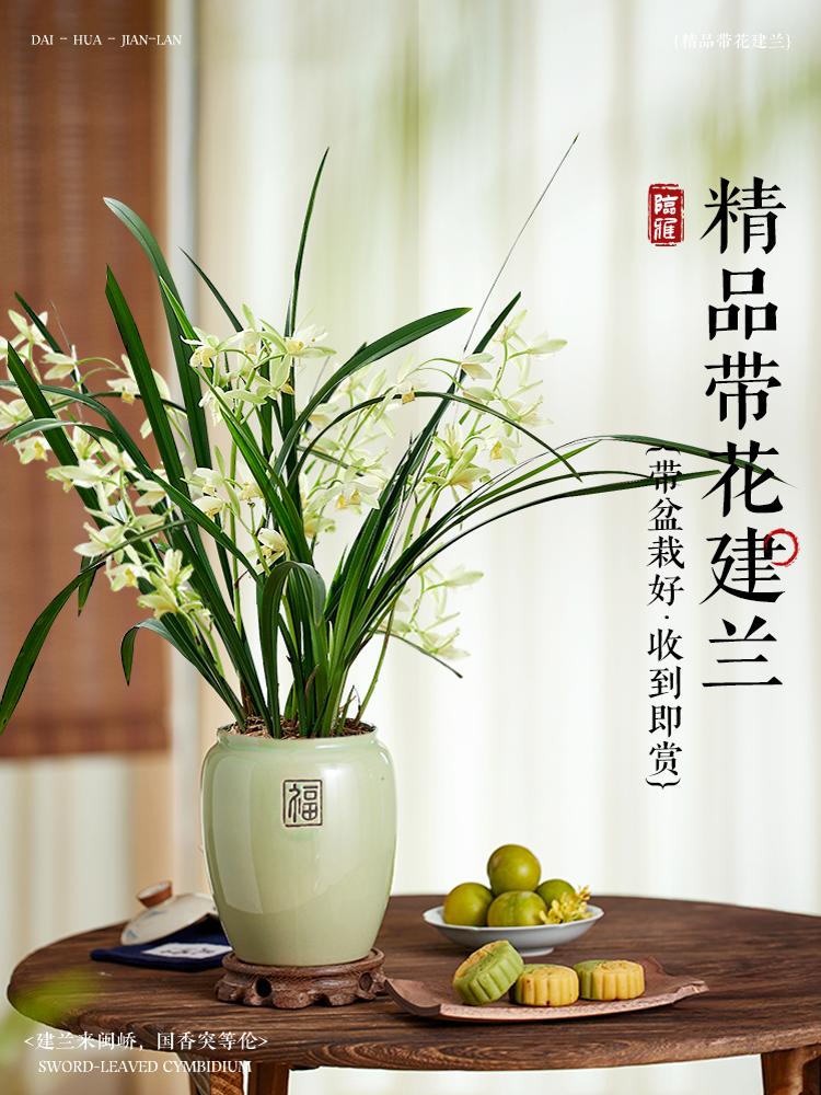 室内兰花盆栽带花苞大苗香兰草直销带土四季浓香名贵建兰花卉植物