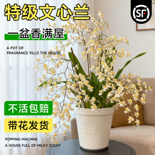 文心兰带花苞盆栽香水梦香兰花卉名贵浓香四季耐寒室内阳台好养