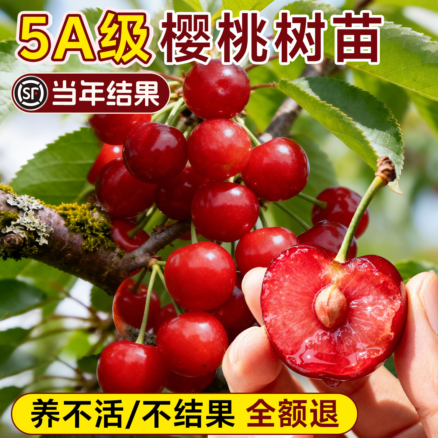 5A级樱桃树苗包养活结果不活包赔