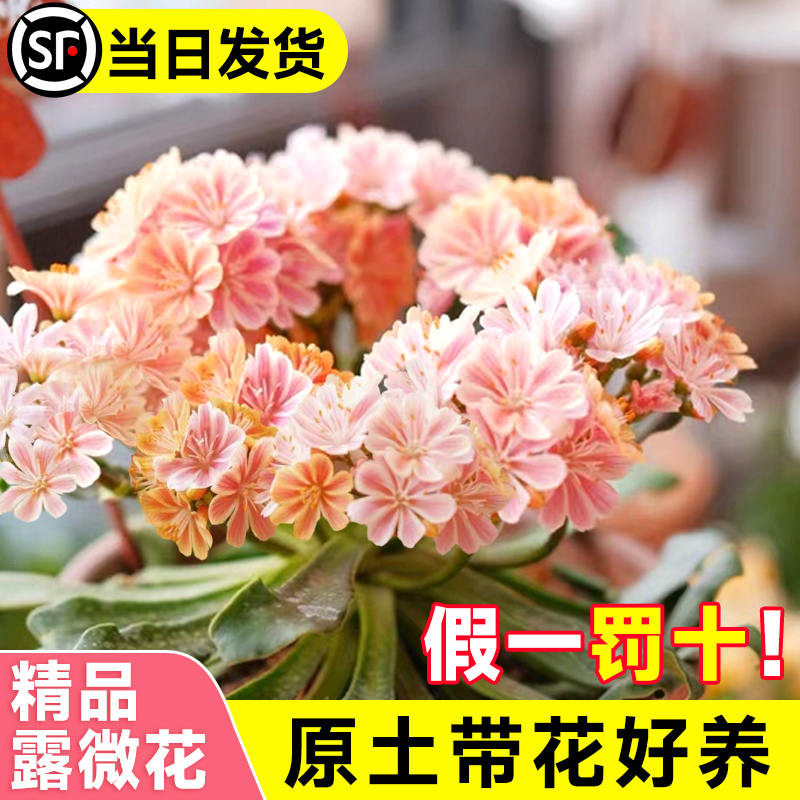 露微花盆栽带花卉室内大绣球鲜花苗客厅绿植四季开花好养真露薇花