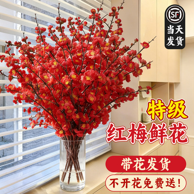 【带花苞发货】红梅鲜花遇水成活