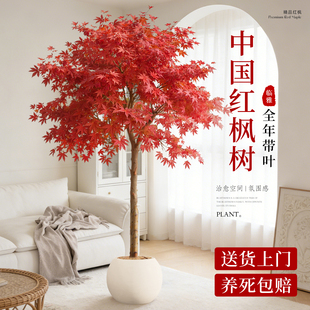 红枫盆栽树苗四季红室内大型绿植盆景中国红庭院老桩造景好养耐寒