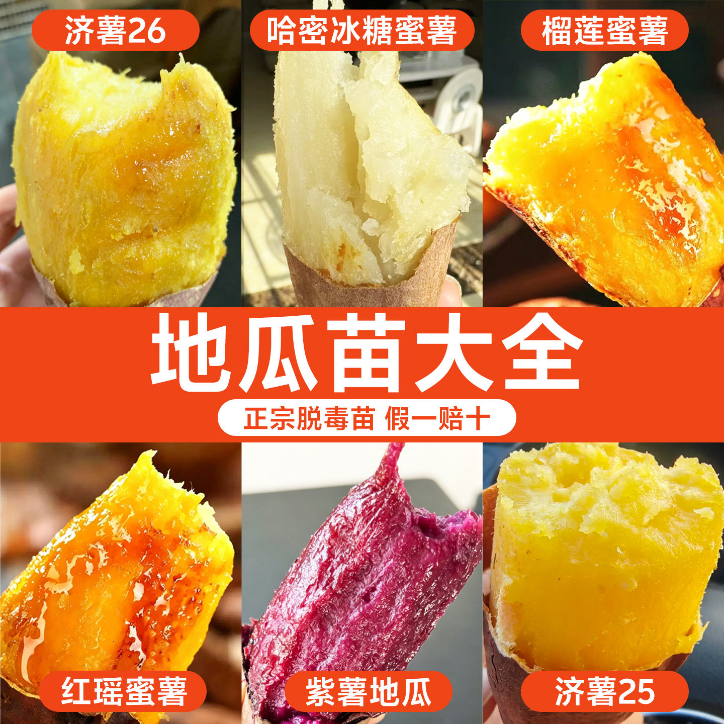 地瓜苗大全榴莲蜜薯红薯苗秧西瓜红紫薯红瑶人参哈密冰糖济薯地瓜