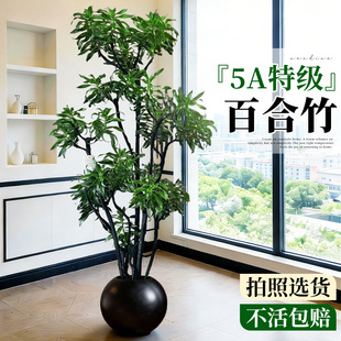造型百合竹客厅绿植高级感室内大型植物盆栽轻奢落地大号旺宅好养
