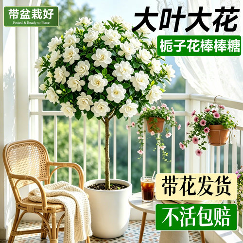 5A栀子花棒棒糖盆栽带花不活包补