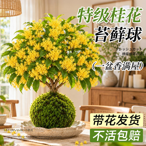 特级桂花苔藓球带花发货不活包赔