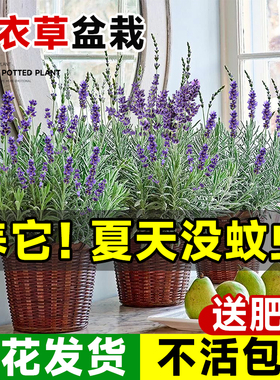 薰衣草盆栽带花驱蚊植物室外适合夏天种四季开好养花卉网红草绿植