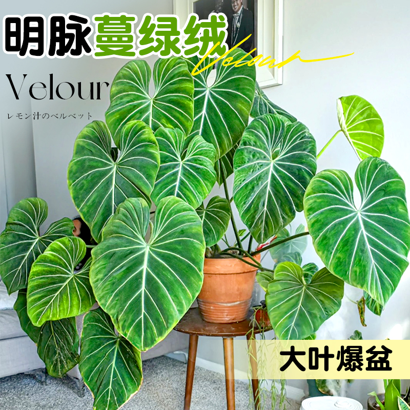 明脉蔓绿绒植物荣耀大叶热带观叶绿植办公室内外盆栽耐阴四季好养