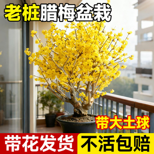 腊梅花盆栽矮化老桩盆景梅花耐寒花苗室外阳台庭院花卉浓香树苗