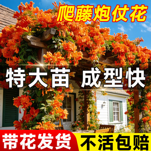 快速爬藤炮仗花带叶发货拒绝光杆