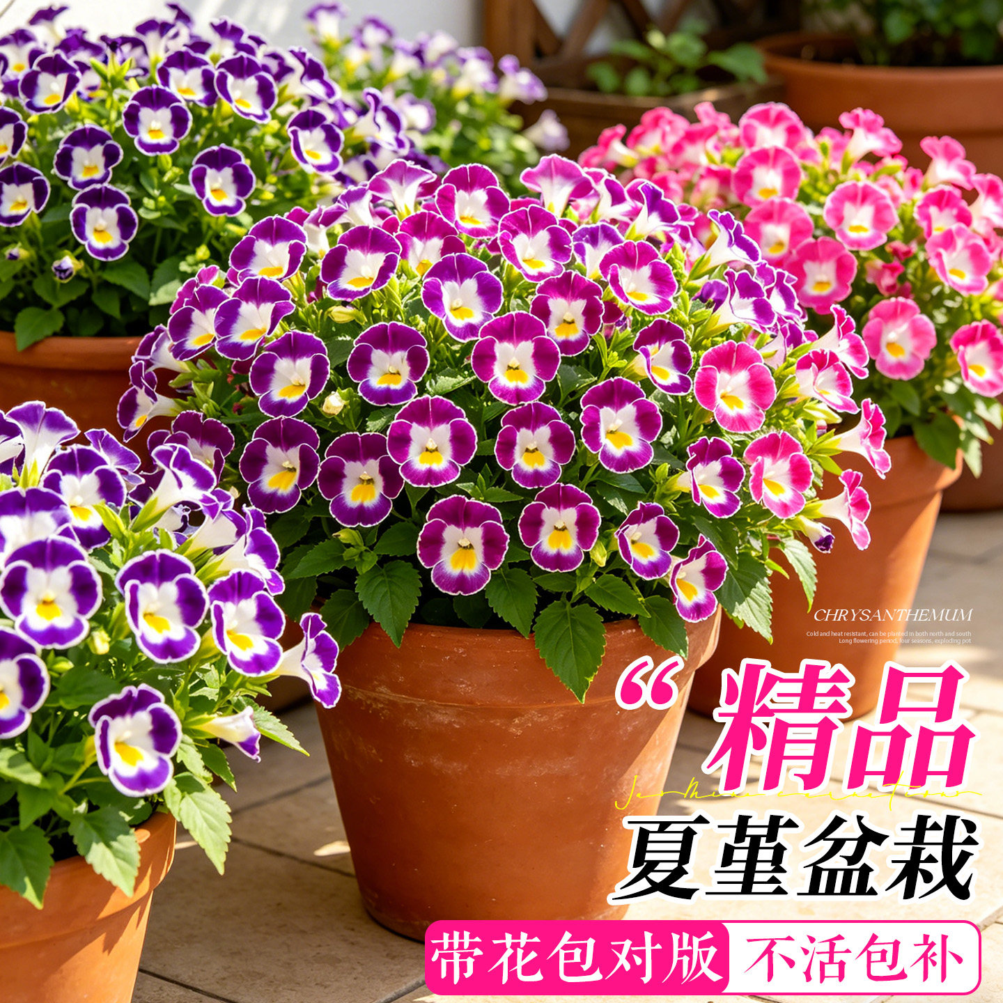 夏堇盆栽花苗夏天室内外阳台庭院花期长好养活耐热花卉绿植物盆栽