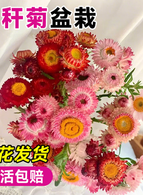 麦秆菊盆栽适合懒人养的花卉冬季耐寒室内好养易活的植物开花四季