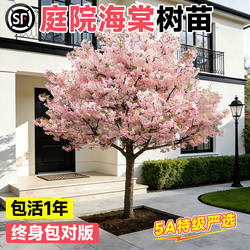 海棠树苗庭院地栽特大树北美垂丝西府海棠果花卉四季种植开花植物