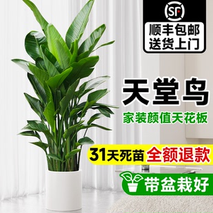 天堂鳥綠植客廳室內(nèi)大型植物盆栽鶴望蘭落地真樹辦公室好養(yǎng)活祿植